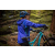 Endura MT500 II Lady E9099